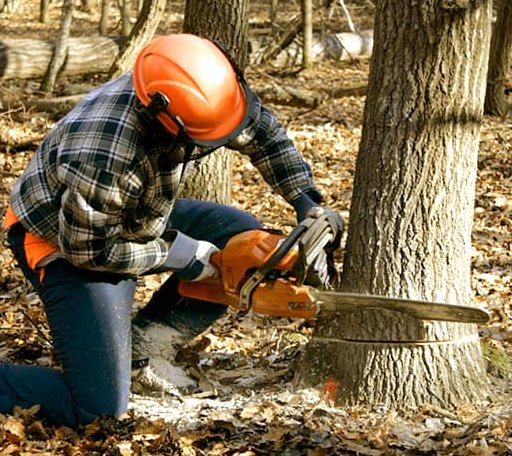 Tree Removal in Rockville, MD